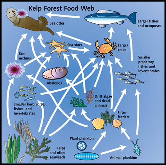 Food Chain - Kelp Forests